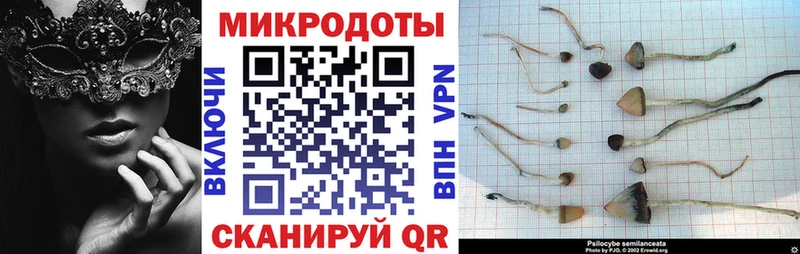 где купить наркоту  Ахтырский  Псилоцибиновые грибы Psilocybe 